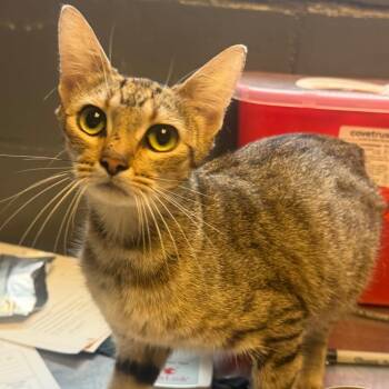 Faith -  Domestic Short Hair Cat for Adoption in Tuscaloosa, Alabama - Faith | PetCurious