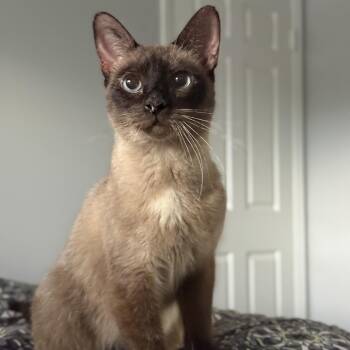 Halcyon -  Domestic Short Hair Cat for Adoption in Alexandria, Virginia - Halcyon | PetCurious