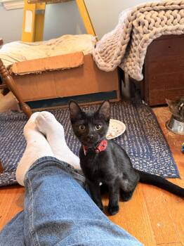 Tres -  Domestic Short Hair Cat for Adoption in Walled Lake, Michigan - Tres | PetCurious