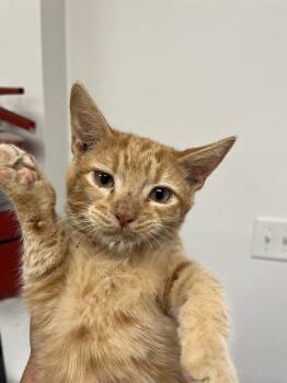 Rescue Domestic Short Hair Cats for Adoption in Ontario, California - Carl | PetCurious