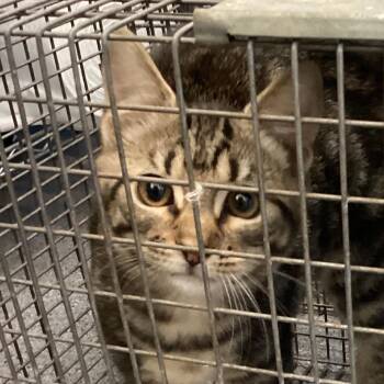 Catfish -  Domestic Medium Hair Cat for Adoption in Montgomery, Alabama - Catfish | PetCurious
