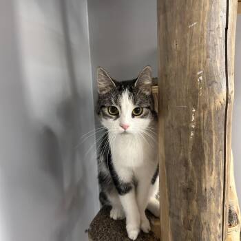 Lily -  Domestic Short Hair Cat Available for Adoption in Chisholm, Minnesota - Lily | PetCurious