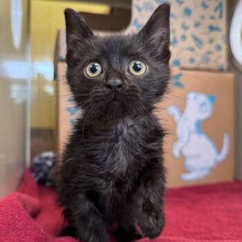 Otter Pop -  Domestic Short Hair Cat for Adoption in West Olive, Michigan - Otter Pop | PetCurious