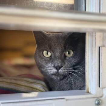 Rescue Domestic Short Hair Cats for Adoption in Okanogan, Washington - Blueberry | PetCurious