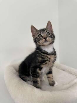 Domestic Short Hair Cats Available for Adoption in Sandy Springs, Georgia - Hudson (bonded W/ Megan) | PetCurious