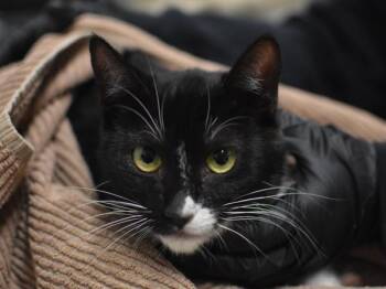 Domestic Short Hair Cats Available for Adoption in Portland, Oregon - Qusar | PetCurious