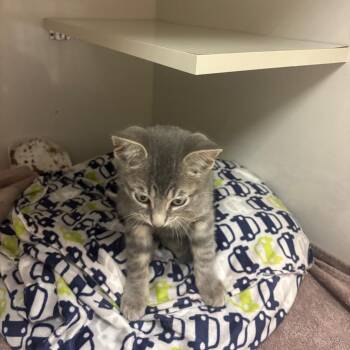 Paul -  Domestic Short Hair Cat for Adoption in Redwood City, California - Paul | PetCurious