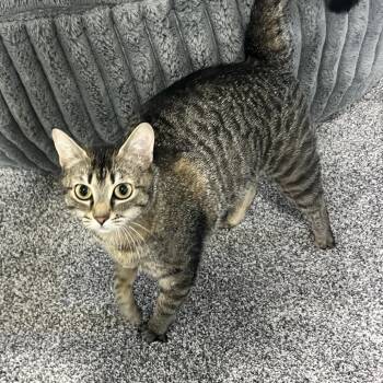 Sasha -  Domestic Short Hair Cat for Adoption in Spokane, Washington - Sasha | PetCurious