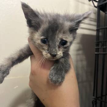Alfredo -  Domestic Short Hair Cat for Adoption in Stephenville, Texas - Alfredo | PetCurious
