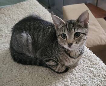 Samantha -  Domestic Short Hair Cat for Adoption in Fullerton, Pennsylvania - Samantha | PetCurious