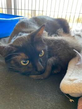 Domestic Short Hair Cats Available for Adoption - Missy (Rowe Lane) | PetCurious