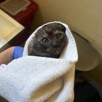 Racoon -  Domestic Short Hair Cat for Adoption in Pasadena, California - Racoon | PetCurious