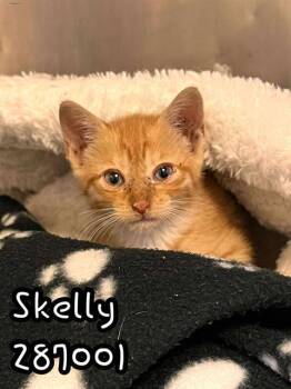 Rescue Domestic Short Hair Cats for Adoption in Macon, Georgia - SKELLY | PetCurious