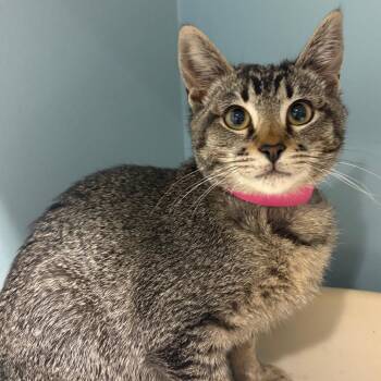 Domestic Short Hair Cats Available for Adoption in Chattanooga, Tennessee - Custard | PetCurious