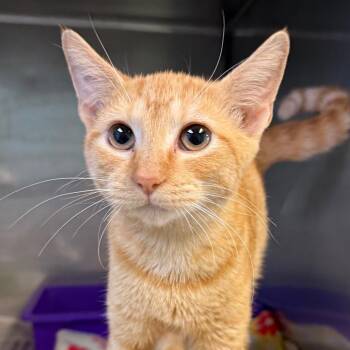 Kady -  Domestic Short Hair Cat for Adoption in Jacksonville, Arkansas - Kady | PetCurious