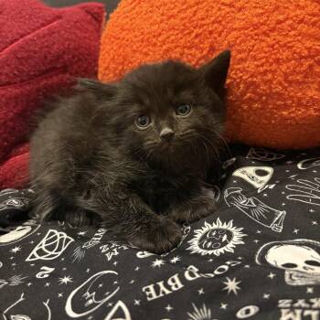 Fruit On A Stick -  Domestic Short Hair Cat for Adoption in Delaware, Ohio - Fruit On A Stick | PetCurious