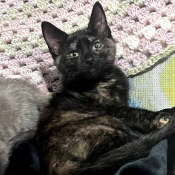 Rescue Domestic Short Hair Cats for Adoption in Granville, Ohio - Matilda | PetCurious