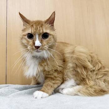 Orion -  Domestic Long Hair and Domestic Short Hair Cat for Adoption in Brentwood, Missouri - Orion | PetCurious