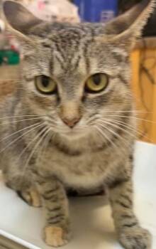 LOTUS -  Domestic Short Hair Cat for Adoption in Elizabethton, Tennessee - LOTUS | PetCurious