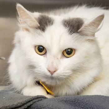 BLANCA -  Domestic Long Hair Cat for Adoption in St. Louis, Missouri - BLANCA | PetCurious
