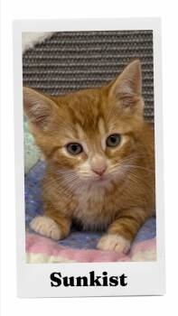 Sunkist -  Domestic Short Hair Cat for Adoption in Caistor Centre, Ontario - Sunkist | PetCurious