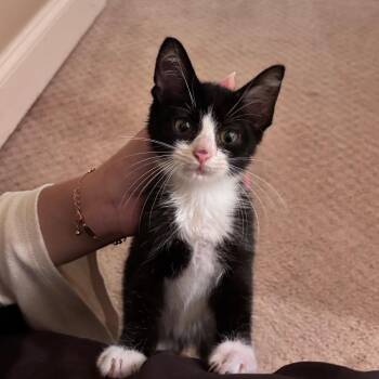 Happy -  Domestic Short Hair Cat for Adoption in Greensboro, North Carolina - Happy | PetCurious