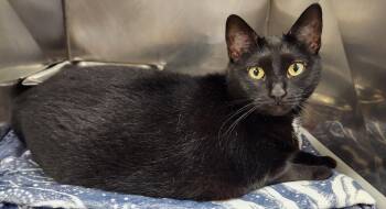 Luna -  Domestic Short Hair Cat for Adoption in Clayton, New Jersey - Luna | PetCurious