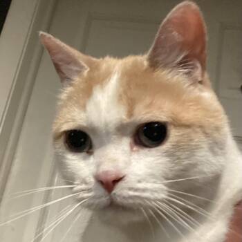 Cutie -  Domestic Medium Hair Cat for Adoption in Rochester, Minnesota - Cutie | PetCurious