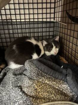 Rescue Domestic Short Hair Cats for Adoption in Kingston, New York - Misty | PetCurious