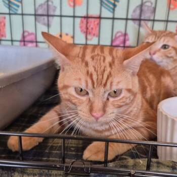 Caspian -  Domestic Short Hair Cat for Adoption in Indiana, Pennsylvania - Caspian | PetCurious