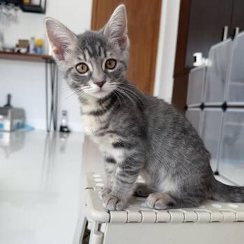 Pearl -  Domestic Short Hair Cat for Adoption in South Miami, Florida - Pearl | PetCurious