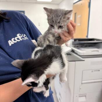 Geto -  Domestic Short Hair Cat for Adoption in Philadelphia, Pennsylvania - Geto | PetCurious