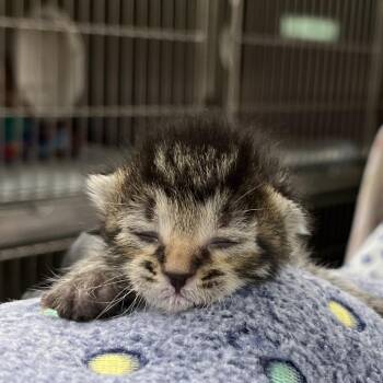 Ron -  Domestic Short Hair Cat for Adoption in West Palm Beach, Florida - Ron | PetCurious
