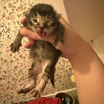 Crescent C10781 -  Domestic Short Hair Cat for Adoption - Crescent C10781 | PetCurious