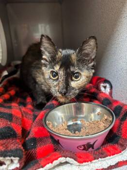 Cavatappi -  Domestic Short Hair Cat for Adoption in Liverpool, New York - Cavatappi | PetCurious
