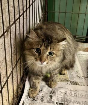 Domestic Short Hair Cats Available for Adoption in Princeton, Indiana - Susie-Q | PetCurious