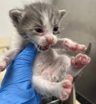 Bell -  Domestic Short Hair Cat for Adoption in Roseville, California - Bell | PetCurious