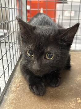 TERESA -  Domestic Short Hair Cat for Adoption in Las Vegas, Nevada - TERESA | PetCurious