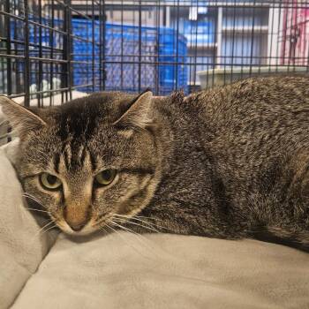 Bruce -  Domestic Short Hair Cat for Adoption in Grantsville, Utah - Bruce | PetCurious