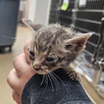 Sour Patch -  Domestic Short Hair Cat for Adoption in Corpus Christi, Texas - Sour Patch | PetCurious