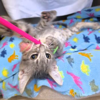 Max -  Domestic Short Hair Cat for Adoption in Michigan City, Indiana - Max | PetCurious