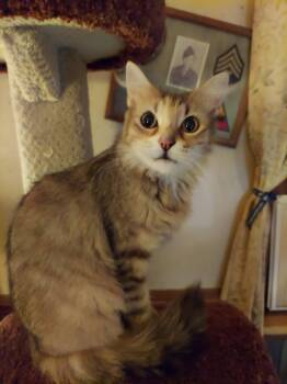 Lylla -  Dilute Tortoiseshell Cat for Adoption in Richmond, Virginia - Lylla | PetCurious