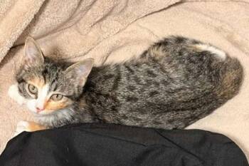 Rescue Domestic Short Hair Cats for Adoption in San Diego, California - Yetta | PetCurious