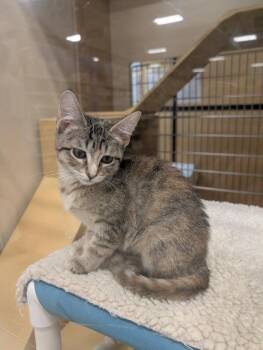 Tiny -  Domestic Short Hair Cat for Adoption in Dayton, Minnesota - Tiny | PetCurious