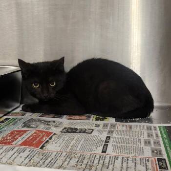 Domestic Short Hair Cats Available for Adoption - Mika | PetCurious