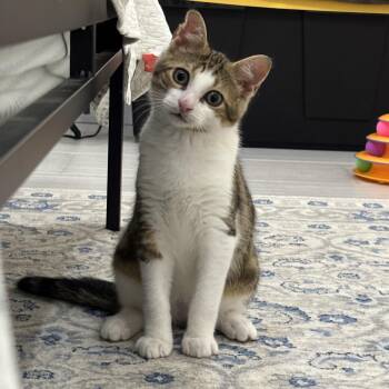 President Palmer -  Domestic Short Hair Cat for Adoption in New York, New York - President Palmer | PetCurious