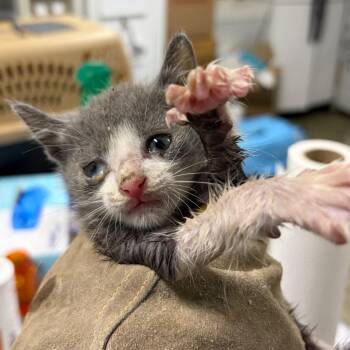 Mash -  Domestic Short Hair Cat for Adoption in Summerville, South Carolina - Mash | PetCurious