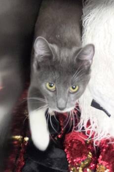 Domestic Long Hair and Domestic Short Hair Cats Available for Adoption in Conway, South Carolina - Fuchsia | PetCurious