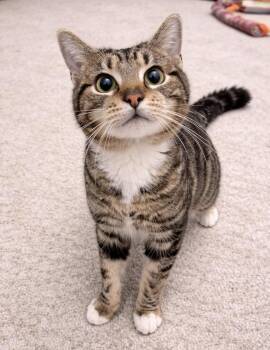 American Shorthair Cats Available for Adoption - Evin | PetCurious