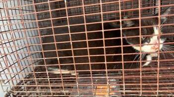 Domestic Short Hair Cats Available for Adoption - A649483 | PetCurious